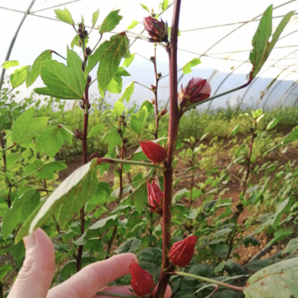 Cultivation of Hibiscus sabdariffa Tea Flowers to Treat Hypertension