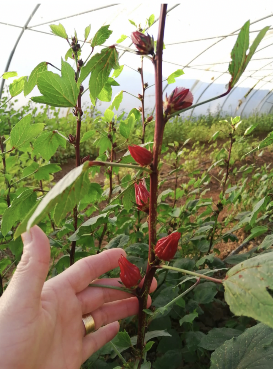 Cultivation of Hibiscus sabdariffa Tea Flowers to Treat Hypertension