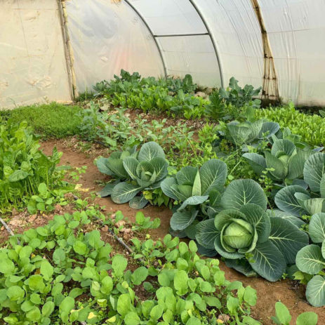 Promoting food autonomy for refugee families in the Domiz camp with greenhouses
