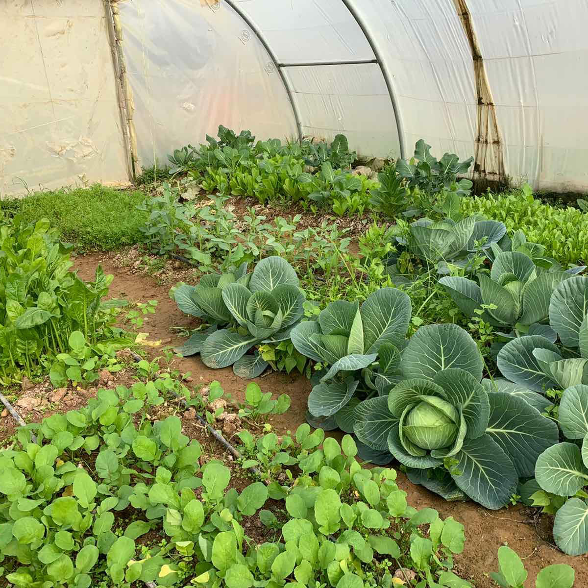 Promoting food autonomy for refugee families in the Domiz camp with greenhouses