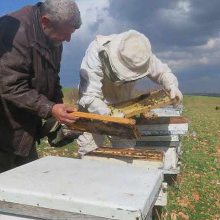 Reviving the beekeeping activity in Al-Bab