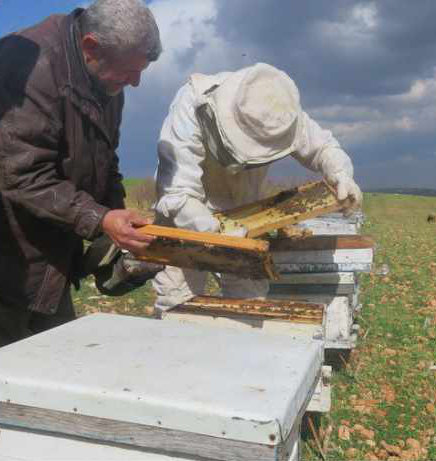 Reviving the beekeeping activity in Al-Bab